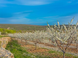 Vakantiehuis Benkovac Omgeving 79
