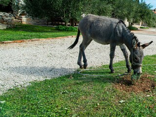Holiday house Benkovac Environment 95