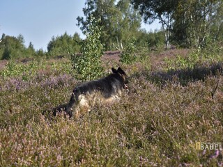 Wandern durch die Drover Heide
