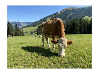 Apartment Saalbach Umgebung 33