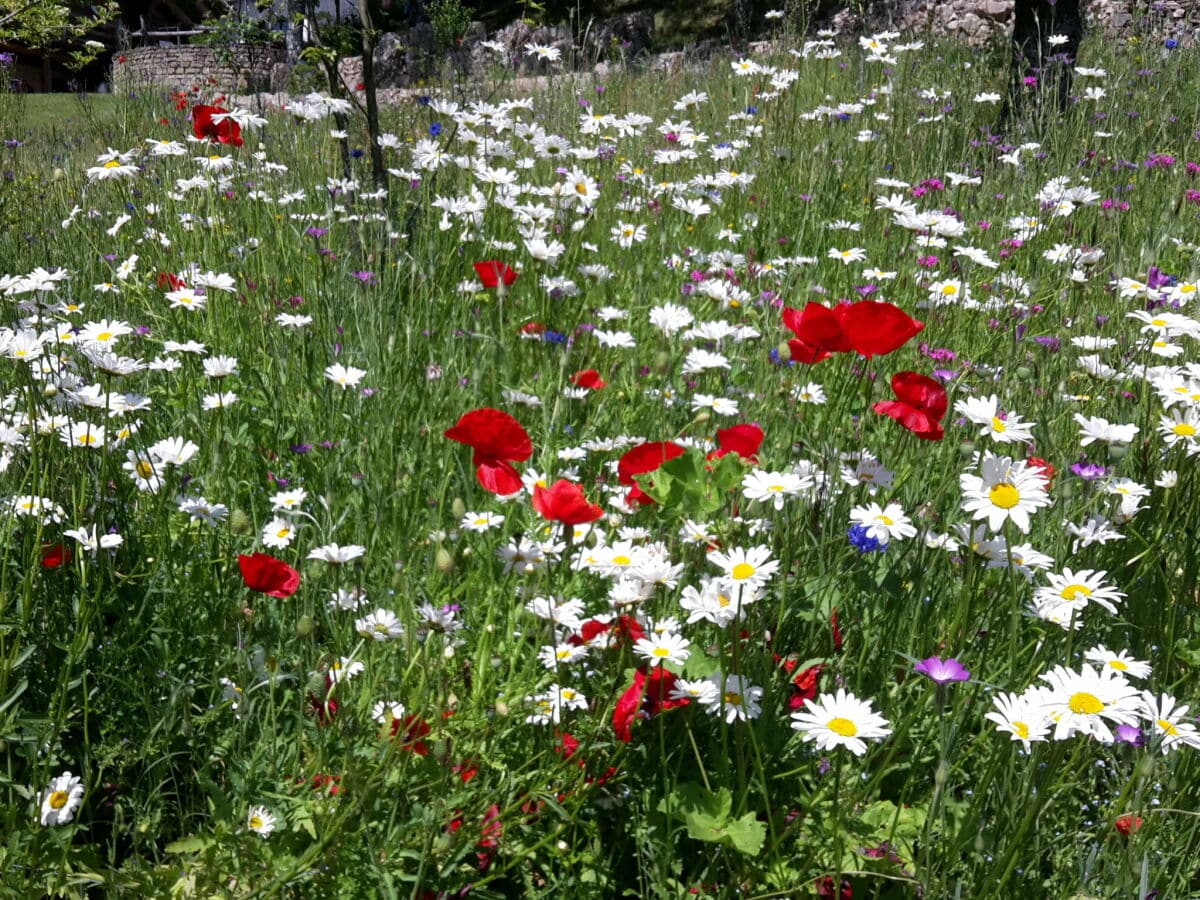 Blumenwiese im Sommer