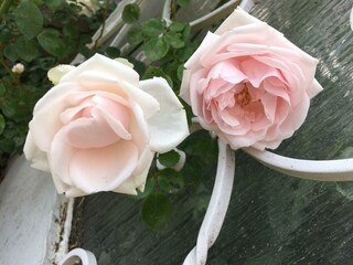 chalet_penzn_uderns_Garten_Rosen