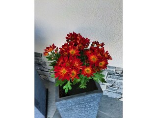 Schöne Blumen - SOMMER