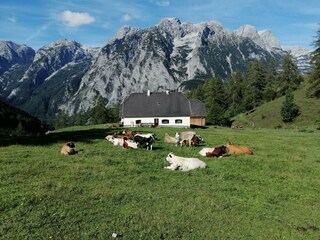 Auf der Alm