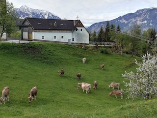 Milchkühe auf der Weide