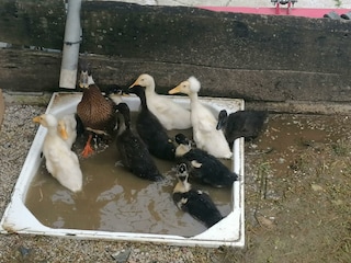 Unsere Enten in der Brausetasse