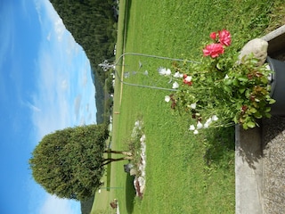 Unser riesiger Buchsbaum.