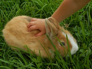 Hasenmädchen Hanni genießt die Streicheleinheiten.