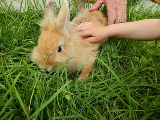 Hasenmädchen Nanni.