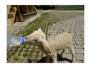 Tiererlebnis der Besonderen Art