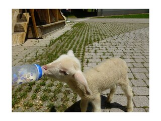 Tiererlebnis der Besonderen Art