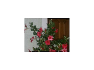 Blumen