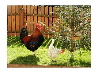 Hahn Herbert mit Henne Gerti