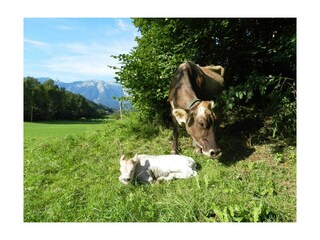 Kuh mit Kalb auf der Weide