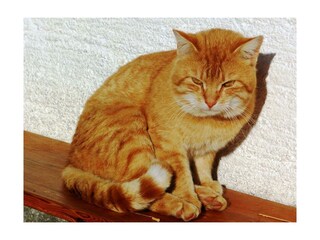 Kater Garfield