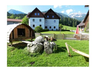 Ziegen auf der Weide