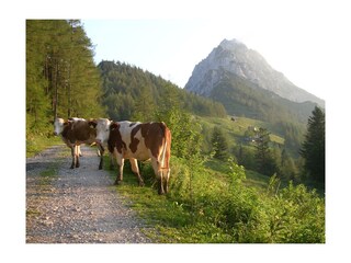 auf der Alm da gibt's koa Sünd