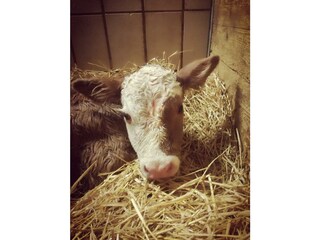 kreilgut_Kalb