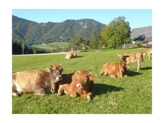 Familienbauernhof Grossgrub (28)