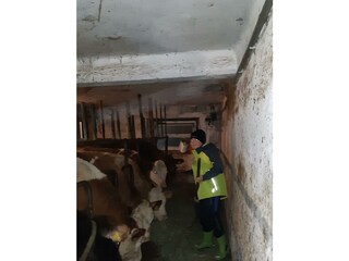 Kühe füttern im Urlaub am Bauernhof