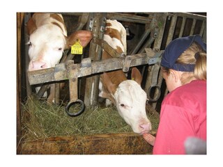 Beim Kühe und Kälber füttern mithelfen !