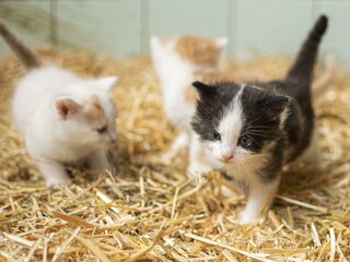Kleine Katzen