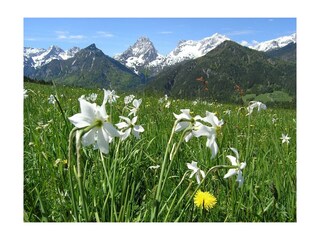 Narzissenwiesen rund ums Anwesen