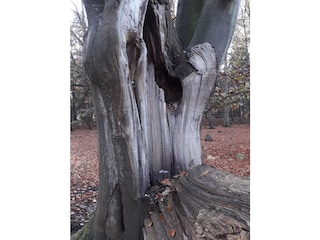 Im Darßwald
