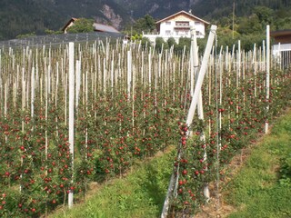 Holiday apartment Meran Outdoor Recording 7