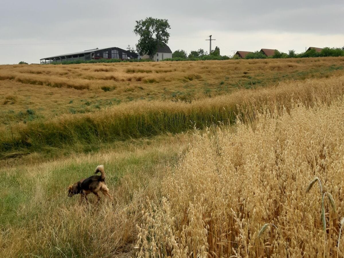 Blick über die Felder auf den Hof