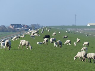"Uns gehört der Deich" - die Schafe sind wieder da