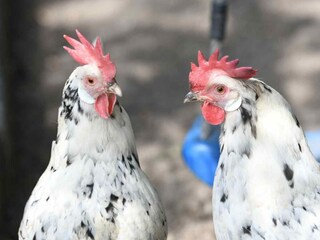 Casa per le vacanze Gapinge Ambiente 13