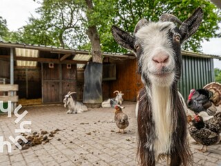 Casa per le vacanze Grijpskerke Ambiente 19