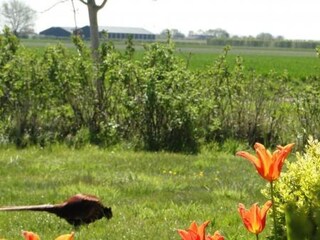 Casa per le vacanze Kattendijke Ambiente 18