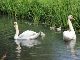 Vakantiehuis Loosdrecht Omgeving 21