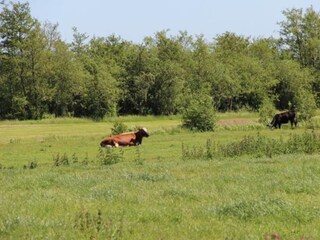 Casa per le vacanze Loosdrecht Registrazione all'aperto 6