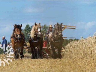 Casa per le vacanze Westkapelle Ambiente 18