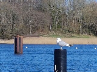 Winter an der Schlei