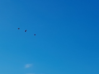 Freiheit