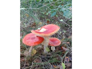 Casa per le vacanze Bergen aan Zee Ambiente 31