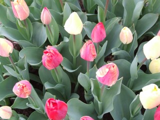 Casa per le vacanze Bergen aan Zee Ambiente 24