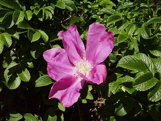 Casa per le vacanze Bergen aan Zee Ambiente 22