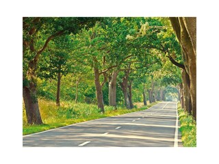 Allee auf Rügen
