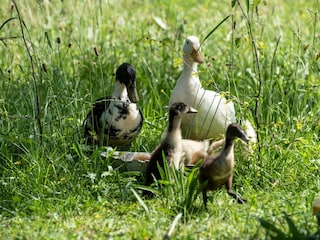 Enten