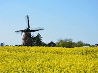 Casa per le vacanze Cadzand-Bad Ambiente 30