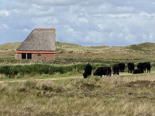 Casa per le vacanze De Koog Ambiente 19