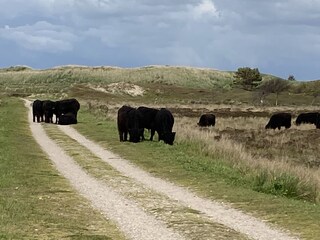 Casa per le vacanze De Koog Ambiente 20