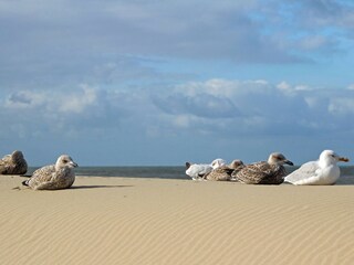 Appartamento Egmond aan Zee Ambiente 20