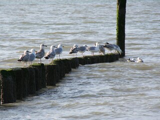 Appartamento per vacanze Nieuwvliet Ambiente 20