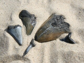 Appartamento per vacanze Nieuwvliet Ambiente 21